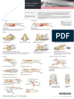 Radiography Positioning Guide