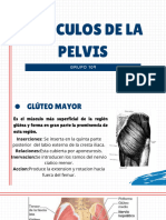 Musculos de La Pelvis, Diafragma y Periné
