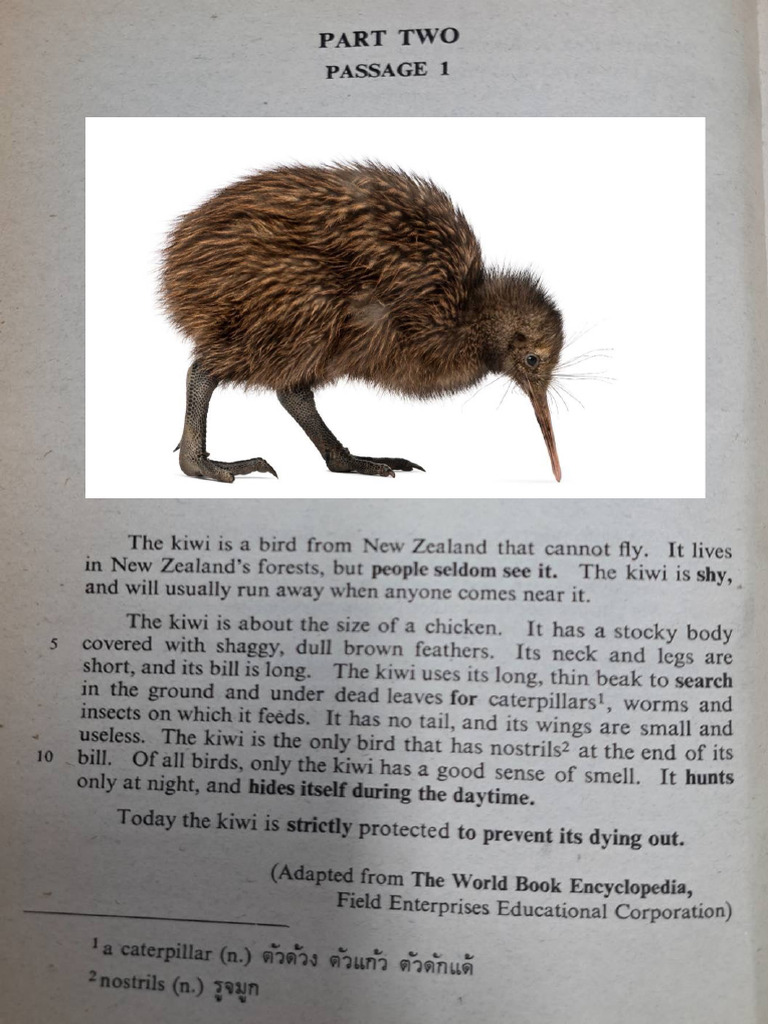 Kiwi | PDF