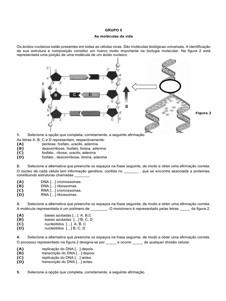 Ficha de Exercícios A | Download grátis PDF | DNA | RNA