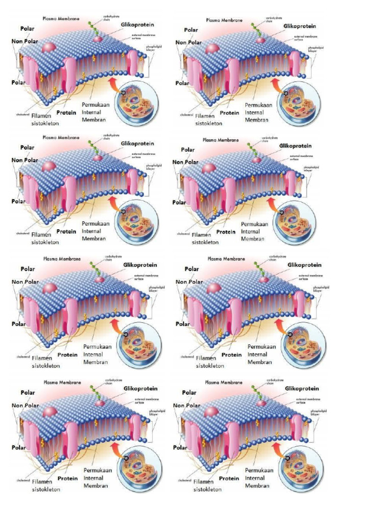 SEL ASSOCIATION COMPOSITION LES DIFF RENTS SELS intelligence overview