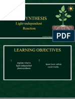 The Basics of Photosynthesis in Plants Educational Presentation in Green and Yellow Illustrative Style