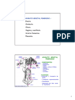 Aparato Genital Femenino Presentaci N Completa