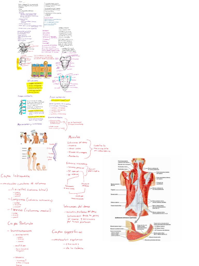Dorso Repaso De Dorso Pdf