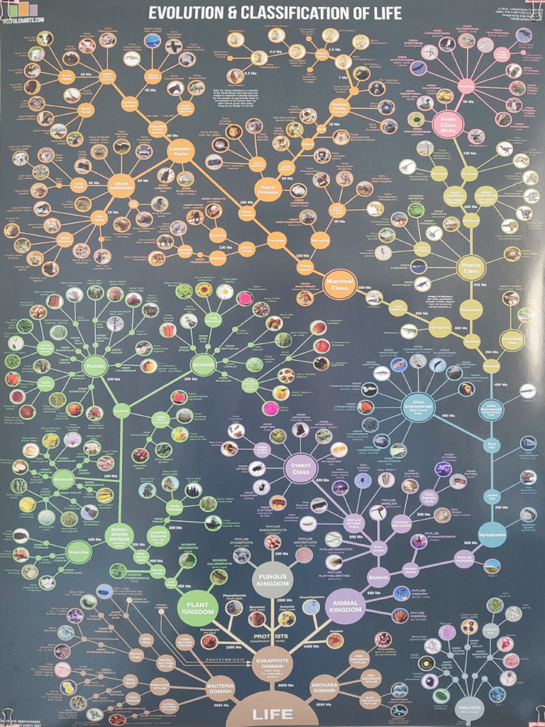 Evolution and Taxa of Life | PDF | Organisms | Taxa