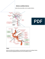 Arteria Carótida Interna