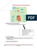 Pencernaan Manusia