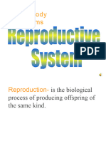 Reproductive System