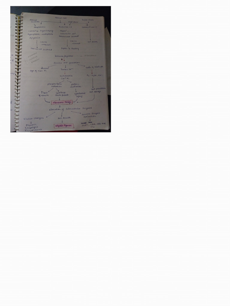 Cell Injury Notes 2 | PDF