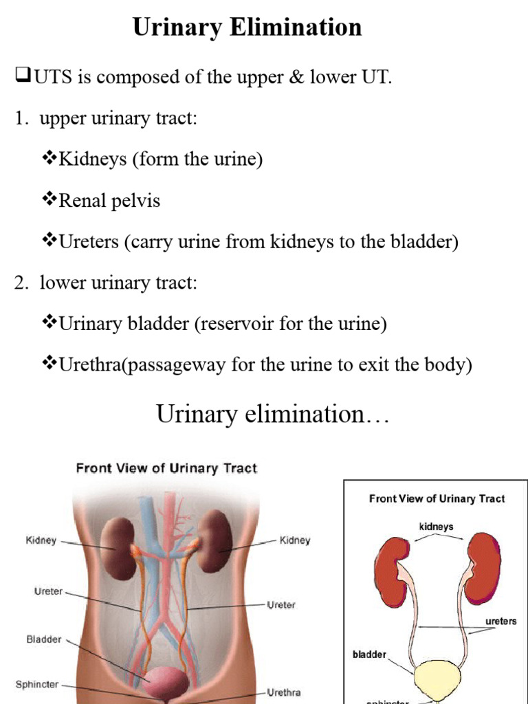 Urinary Elimination Guide | PDF | Urinary Incontinence | Urinary System
