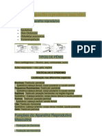 Anatomia Aparelho Reprodutivo Masculino