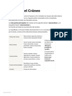 Huesos Del Cráneo Ready PDF