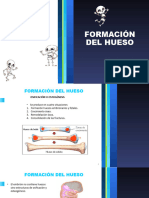 Formación Del Hueso-1.