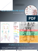 PARES CRANEALES Parte 1