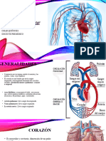 Clase 2 Aparato Cardiovascular