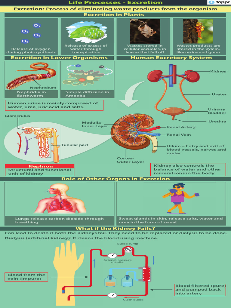 gabapentin renal excretion