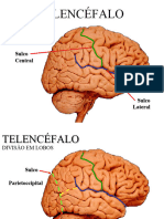 Exerccio de Fixacao Telencefalo