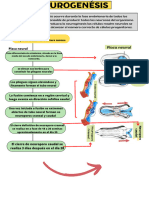 NEUROGENÉSIS