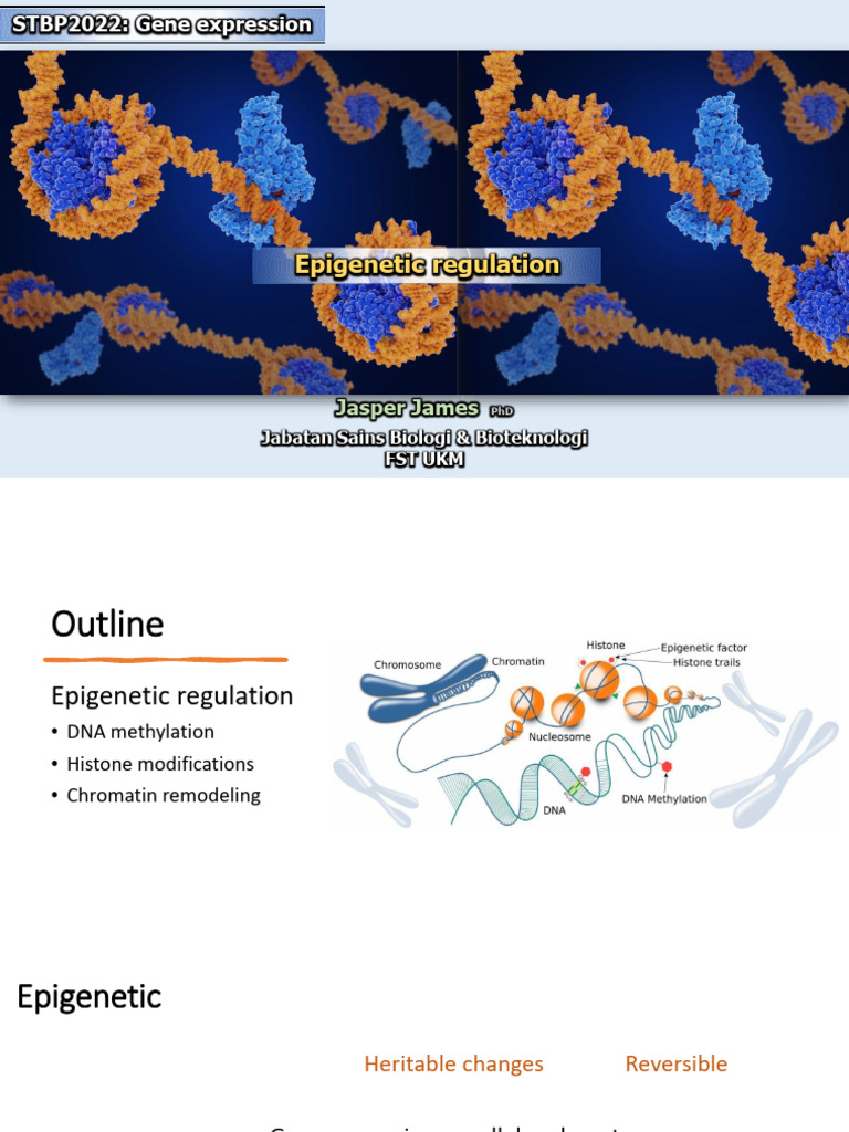 Epigenetic Regulation & Gene Expression | PDF | Chromatin | Epigenetics