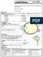 Ystème Nerveux