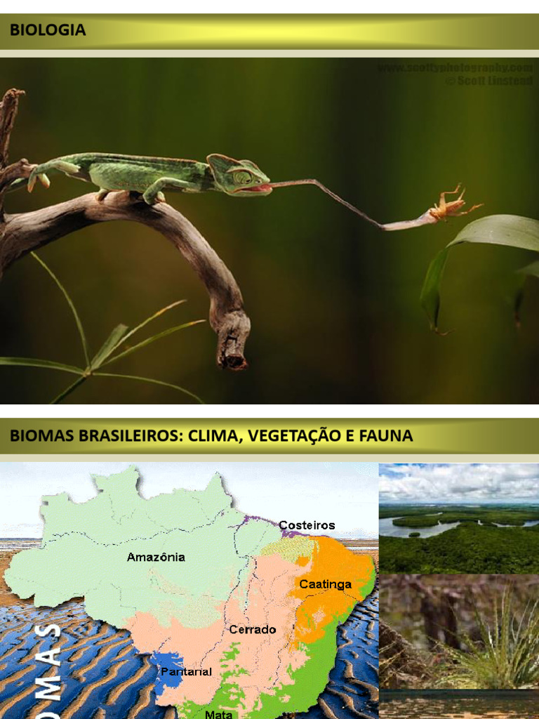 Biomas Brasileiros: Clima e Biodiversidade | PDF | Mangue | Biomas