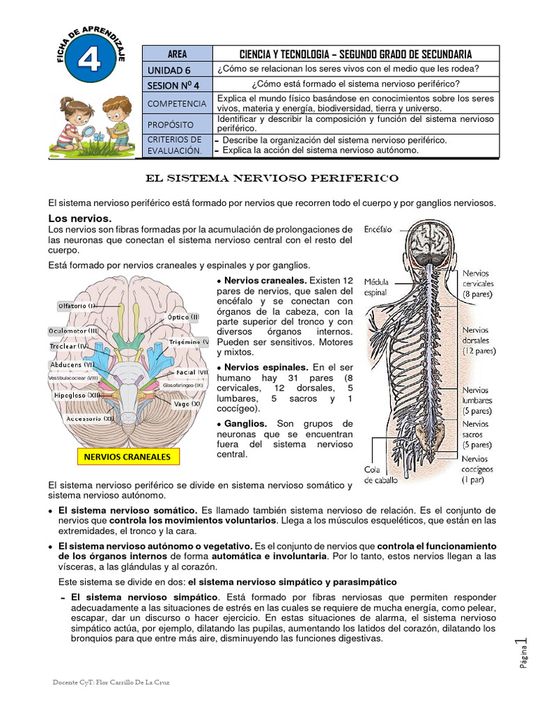 Ficha de Aprendizaje 4 - Sistema Periferico | PDF | Sistema nervioso ...