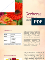 Gerberas