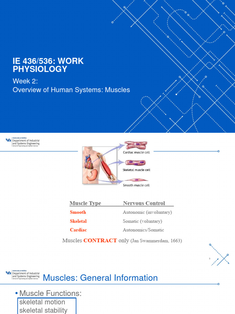 2 - Overview of Human Systems - Muscles | PDF | Skeletal Muscle ...