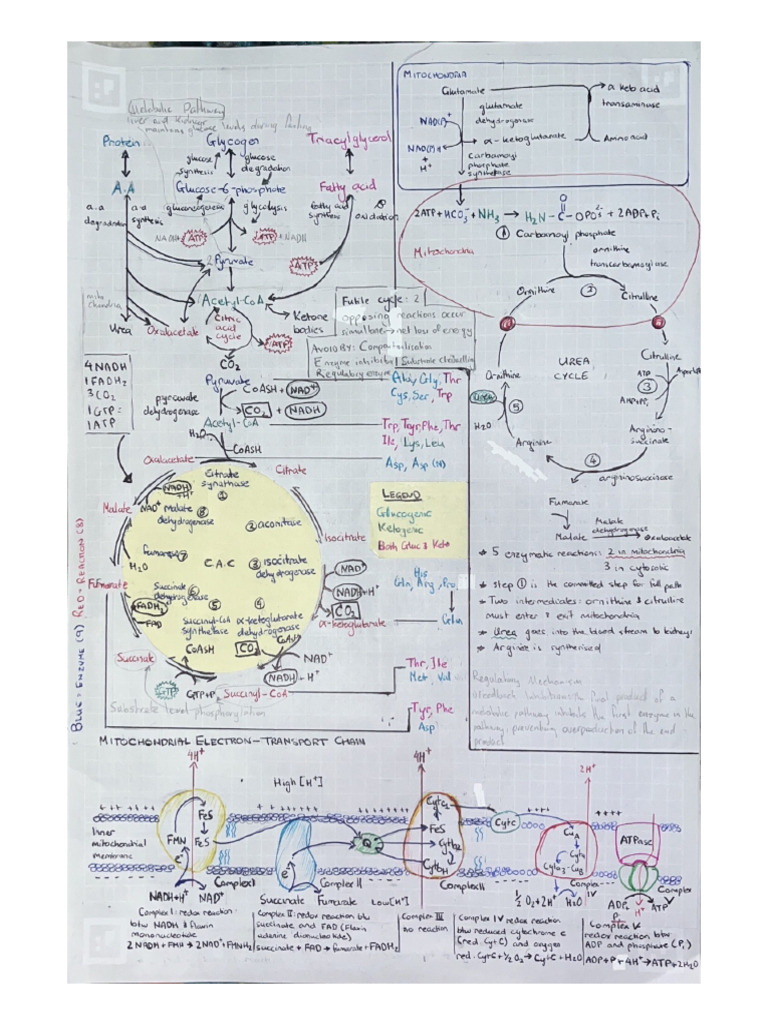 Transaminase | PDF