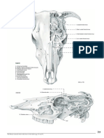 Paranasal Sinus Horns