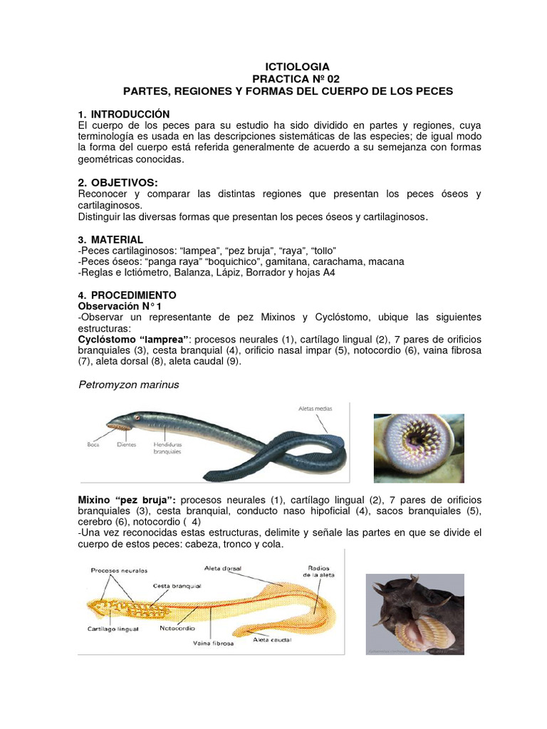 DOC) Peces, image size:768x1024