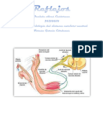 Reflejos Anatomia