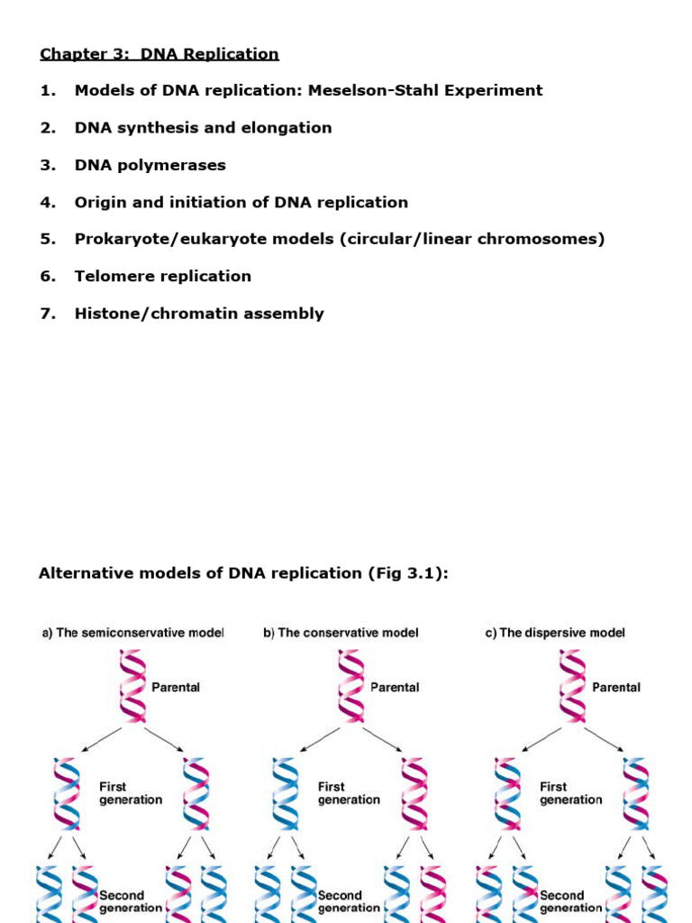 Chapter 03 | PDF | Dna Replication | Dna