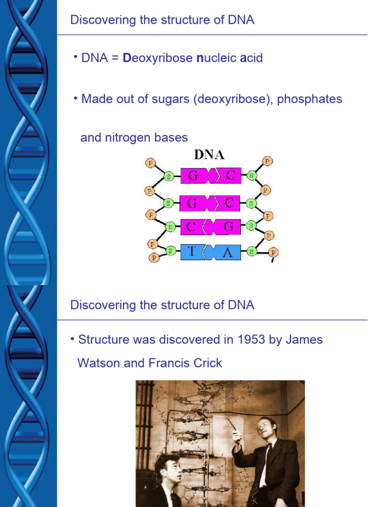 DNA Strucutre and Replication | PDF | Dna | Dna Replication
