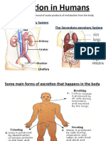 Bio 10, Excretion in Humans