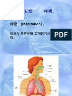 (Respiration)