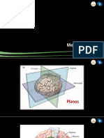 Configuracion Mesencefalo y Telencefalo