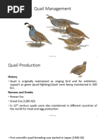 Quail Production and Management Guide | PDF | Chicken | Poultry