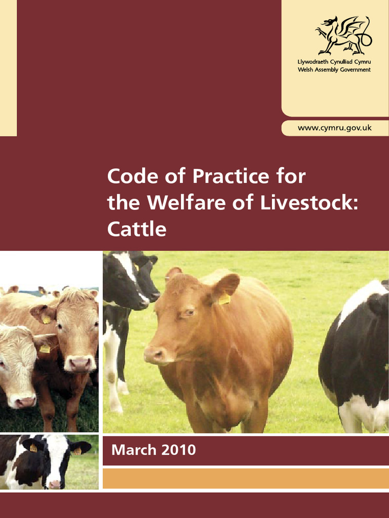 Welfare of Cattle Code of Practice | PDF | Animal Welfare | Cattle