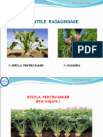 Plante Radacinoase - Sfecla Pentru Zahar