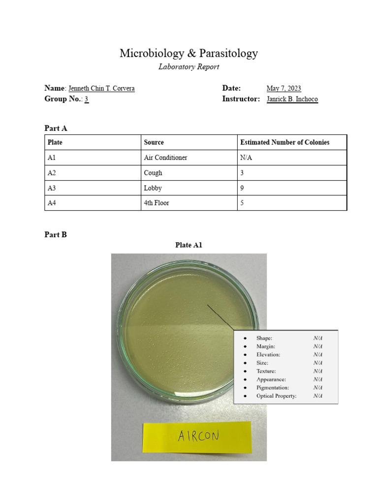Pure Culture Lab Report Jen PDF Fungus