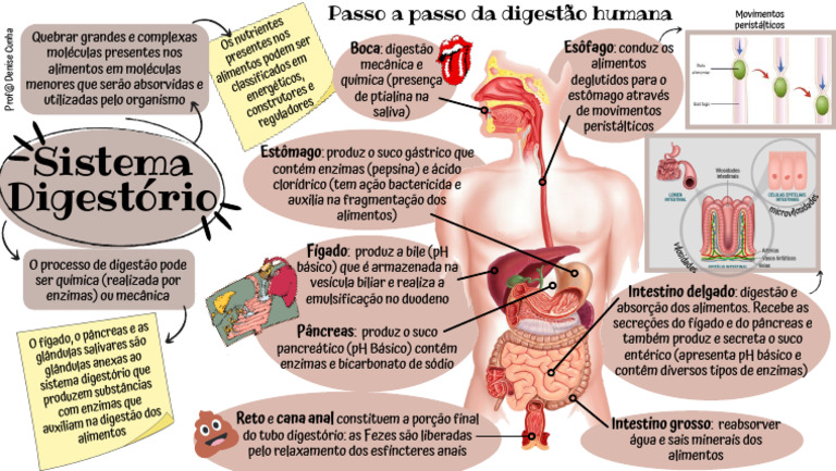 Resumo Sistema Digestório | PDF | Digestão | Sistema digestivo humano