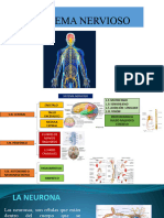 Sistema Nervioso