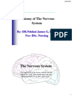 Anatomy of Nervous System Notes