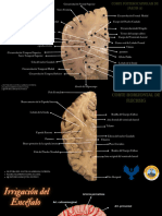 Atlas Neuroanatomia