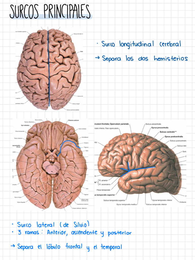 Surcos y giros del cerebro humano | PDF | Cerebro | Cerebro