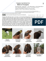 1640 Peru Birds of Tarapoto EN