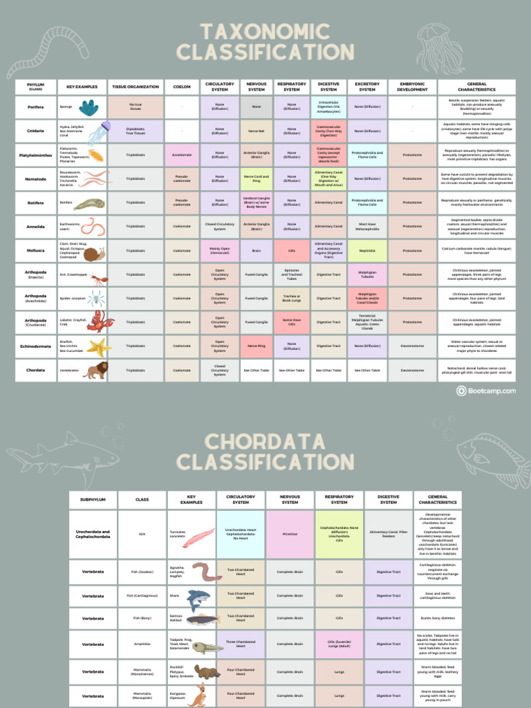 Taxonomy Cheat Sheet PDF