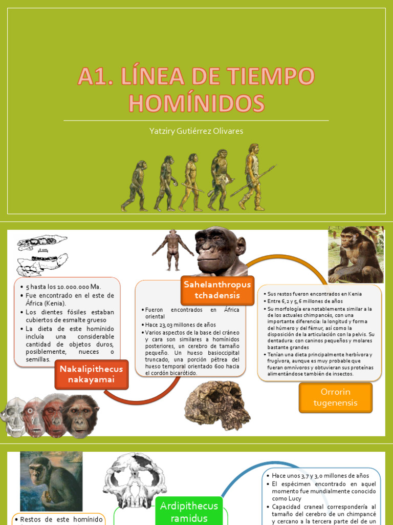 Línea de Tiempo de la Evolución Humana | PDF | neanderthal | Homo
