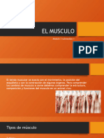 El Musculo